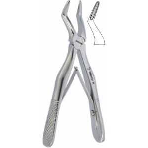 English Pattern Klein Fig, 4 Pedodontic upper root