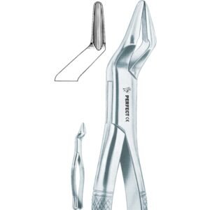 Amircan pattern 32 Parmly upper premolars and molars