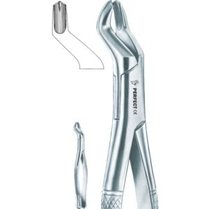 Amircan pattern 53 R upper molars, right