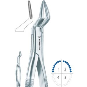 65 upper incisors and roots