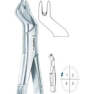 88R Nevius upper molars right
