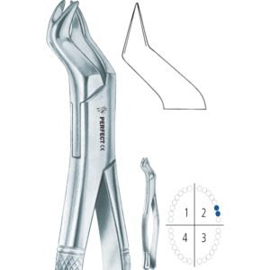 88L Nevius upper molars left