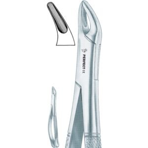 Amircan pattern 150 Cryer upper incisors, premolars, roots